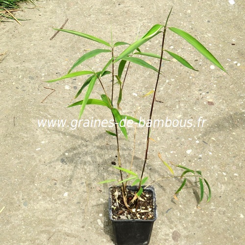 Plant bambou yushania fungosa f dadong