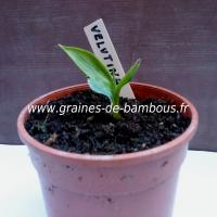 plant-bananier-musa-velutina-www-graines-de-bambous-fr.jpg