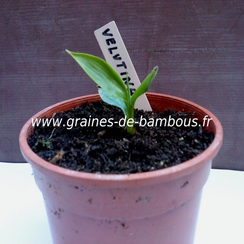 plant-bananier-musa-velutina-www-graines-de-bambous-fr.jpg