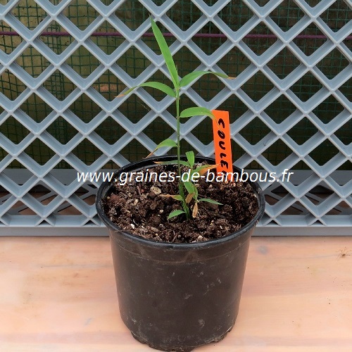 Plant couleou