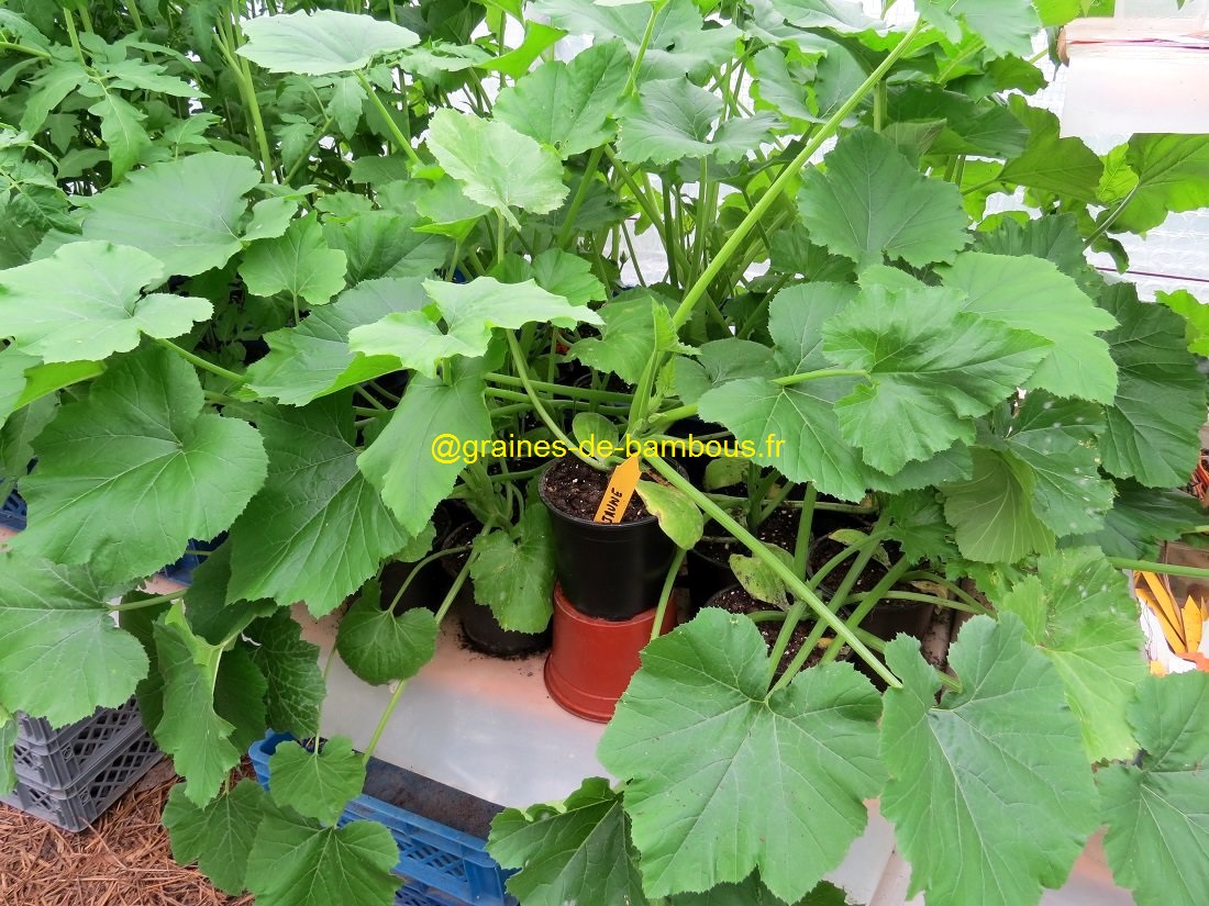 Plant courgette jaune