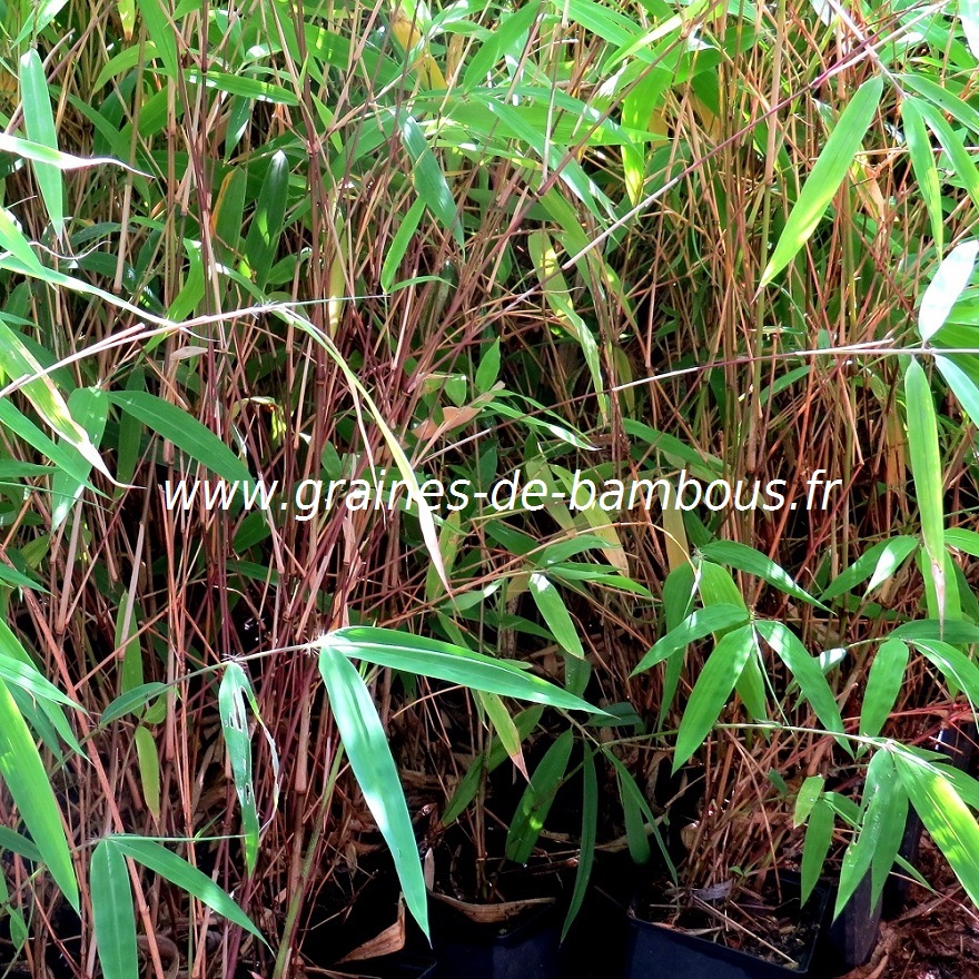 Plant de bambou graines de bambous fr