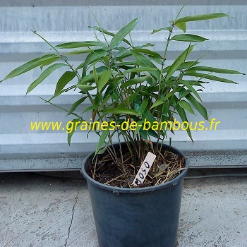 Plant de bambou moso pubescens