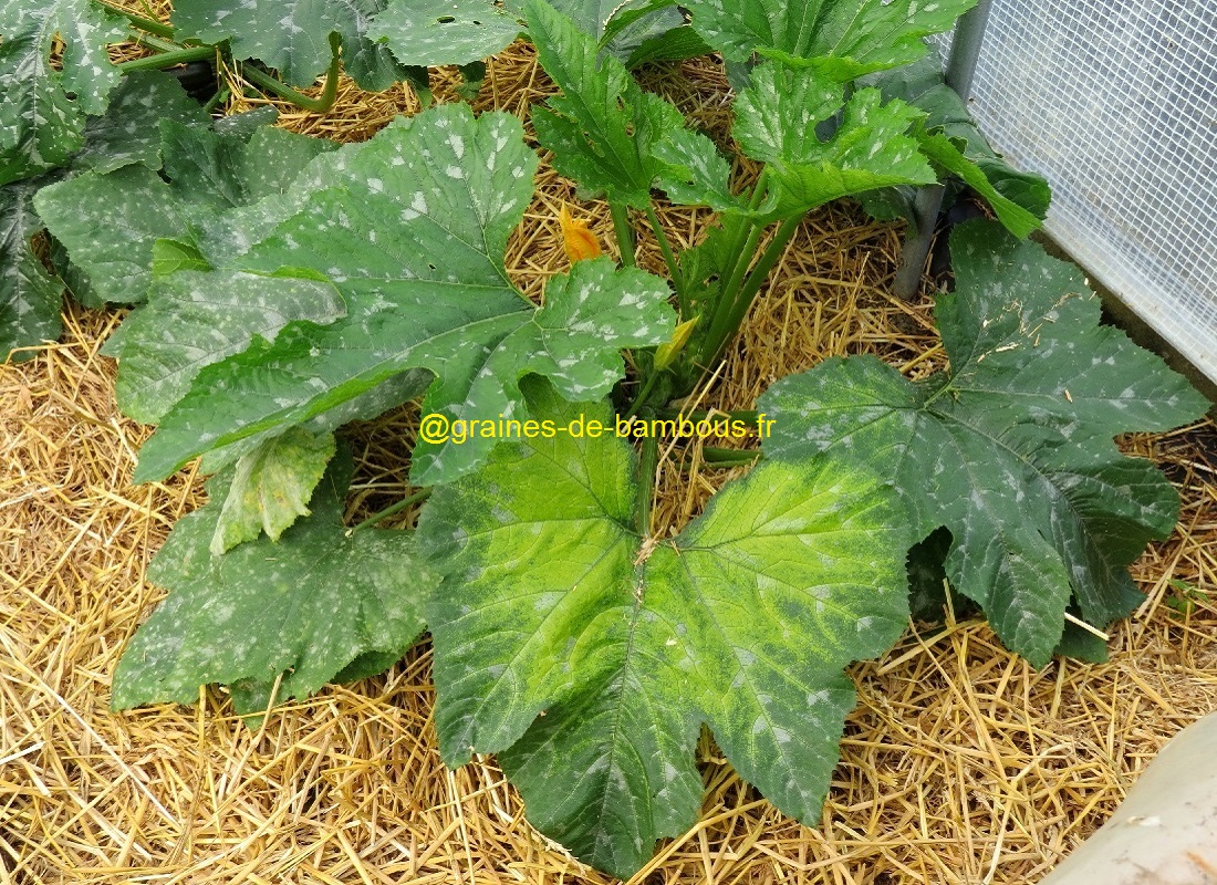 Plant de courgette jaune