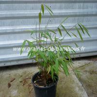 plant-de-gaolinensis-12.jpg