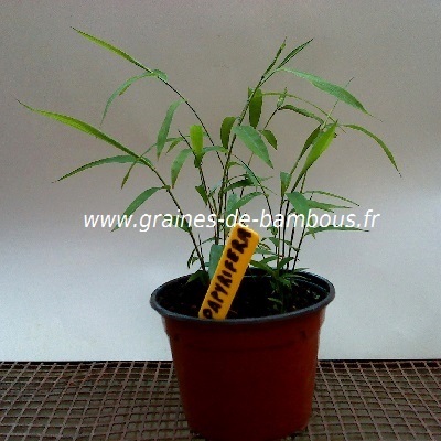 Plant papyrifera