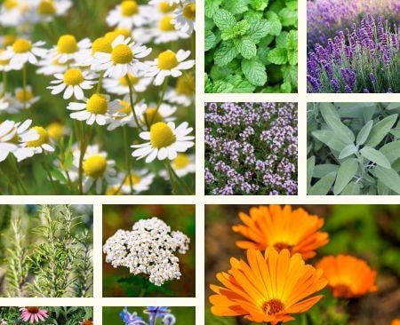 Plantes medicinales naturelles