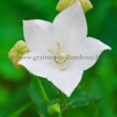 Platycodon blanc platycodon grandiflorus www graines de bambous fr