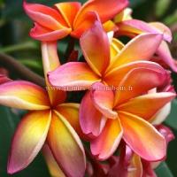 Plumeria graines de bambous fr