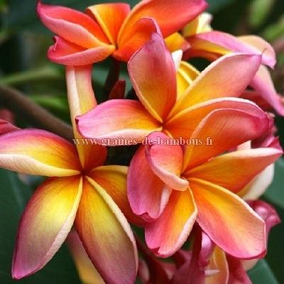 Plumeria graines de frangipanier