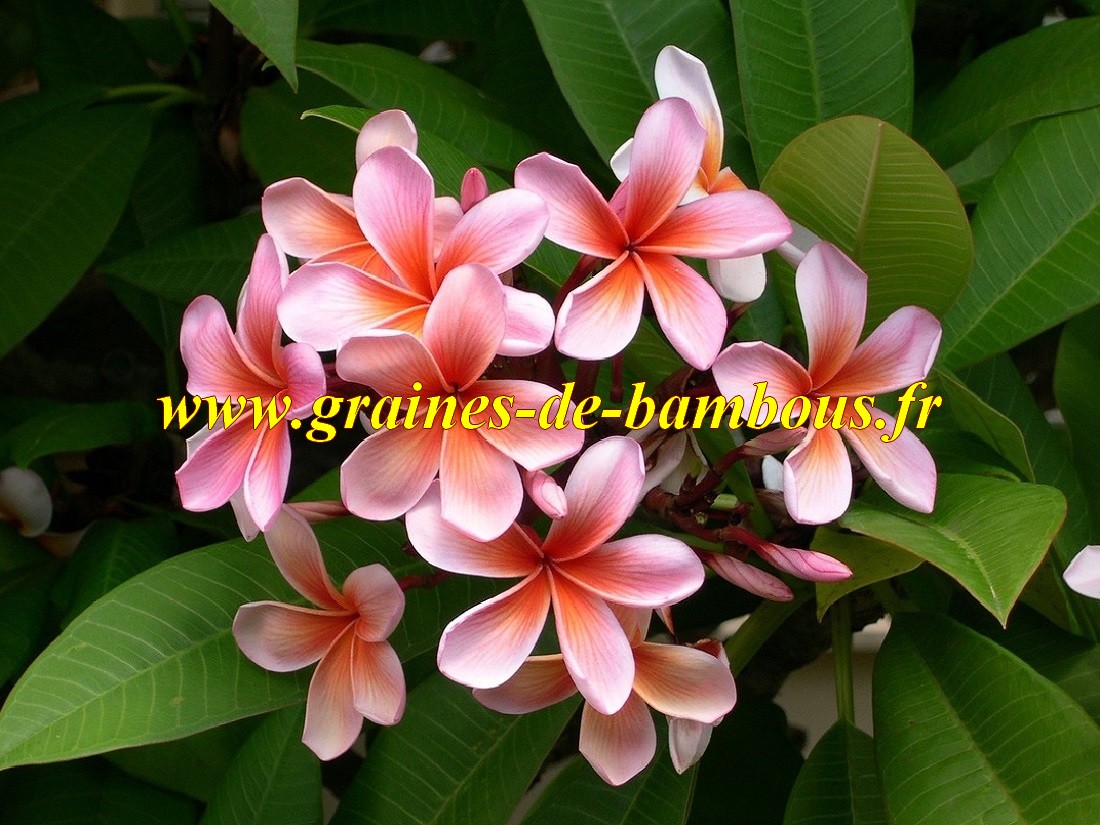 Plumeria ou frangipanier graines