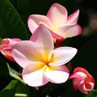 Plumeria rose