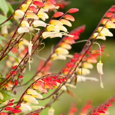 Plumes indien
