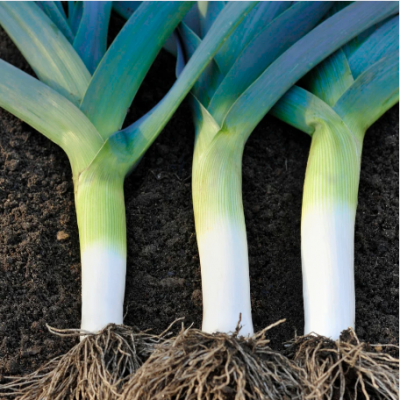 Poireau bleu de Solaise