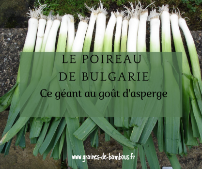 Poireau geant de bulgarie