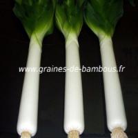 Poireau geant de suisse graines