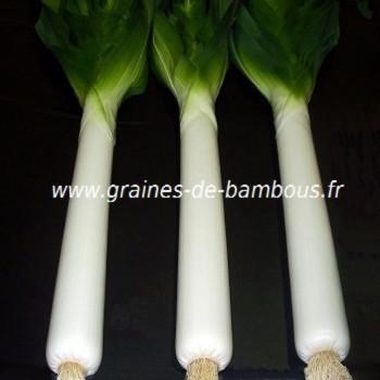 Poireau geant de suisse graines