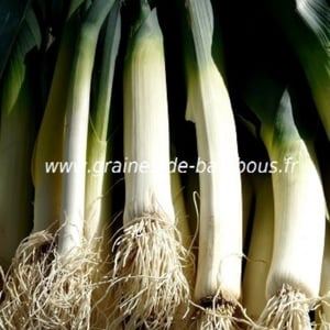 Graines De Poireau Géant D'hiver - Sachet De 900 Graines, Variété Robuste Et Résistante Au Froid