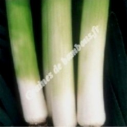 Poireau