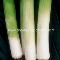 Poireau Monstrueux de Carentan
