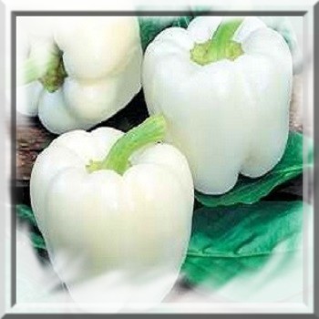 poivron-blanc-capsicum-annum-www-graines-de-bambous-fr-www-grainesdebambous-com.jpg