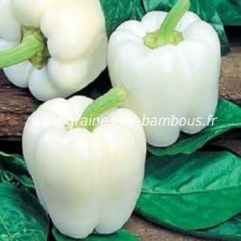 poivron-blanc-capsicum-annum-www-graines-de-bambous-fr.jpg