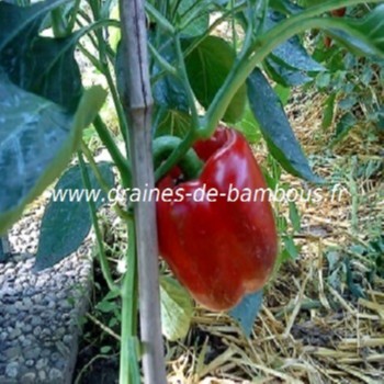 poivron-california-wonder-capsicum-annum-www-graines-de-bambous-fr.jpg