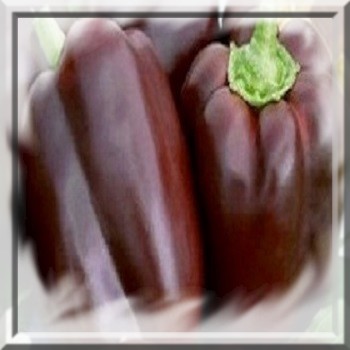 poivron-chocolat-capsicum-annum-www-graines-de-bambous-fr-www-grainesdebambous-com.jpg