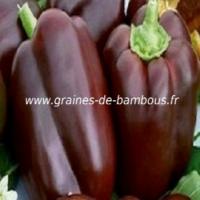 poivron-chocolat-capsicum-annum-www-graines-de-bambous-fr.jpg