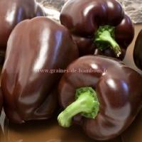 Poivron chocolat graines