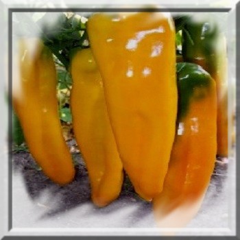 poivron-corne-de-taureau-jaune-capsicum-annum-www-graines-de-bambous-fr-www-grainesdebambous-com.jpg