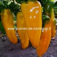 poivron-corne-de-taureau-jaune-capsicum-annum-www-graines-de-bambous-fr.jpg