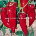 Poivron corne de taureau rouge capsicum annum graines