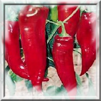 poivron-corne-de-taureau-rouge-capsicum-annum-www-graines-de-bambous-fr-www-grainesdebambous-com.jpg