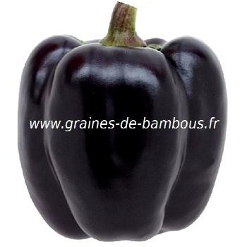 Poivron noir graines