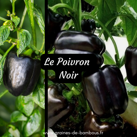 Poivron noir www graines de bambous fr