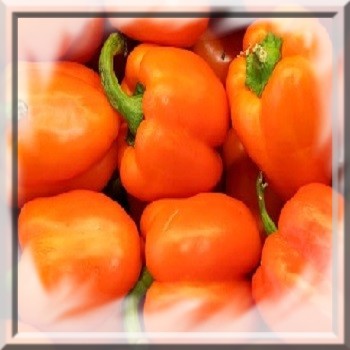 poivron-orange-capsicum-annum-www-graines-de-bambous-fr-www-grainesdebambous-com.jpg