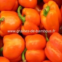 poivron-orange-capsicum-annum-www-graines-de-bambous-fr.jpg
