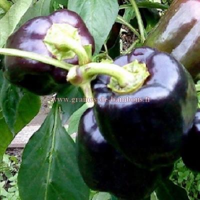 Poivron violet graines semences