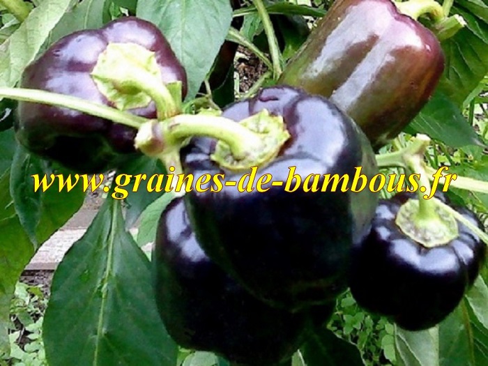 Poivron violet graines de bambous
