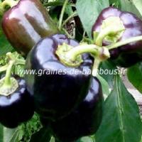 Poivron violet graines