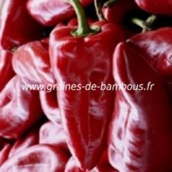Poivron kapiya uv capsicum annuum www graines de bambous fr