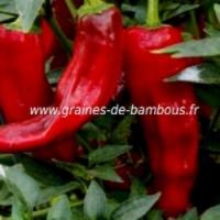 Poivron kapiya uv capsicum annuum www graines de bambous fr