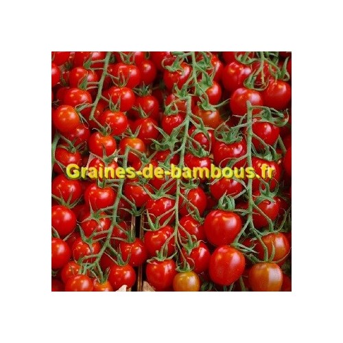 Pokusa graines de tomate