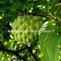 Pommier cannelle annona graines