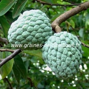 Pommier cannelle attier annona squamosa graines de bambous fr 1