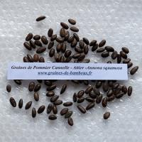 Pommier cannelle attier annona squamosa graines de bambous fr