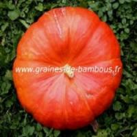 Potimarron hokkaido orange graines de bambous fr