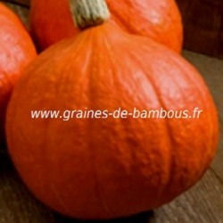 Potimarron uchiki kuri