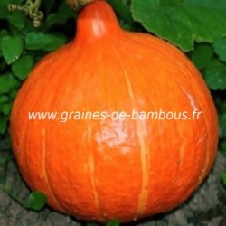 Potimarron uchiki kuri www graines de bambous fr